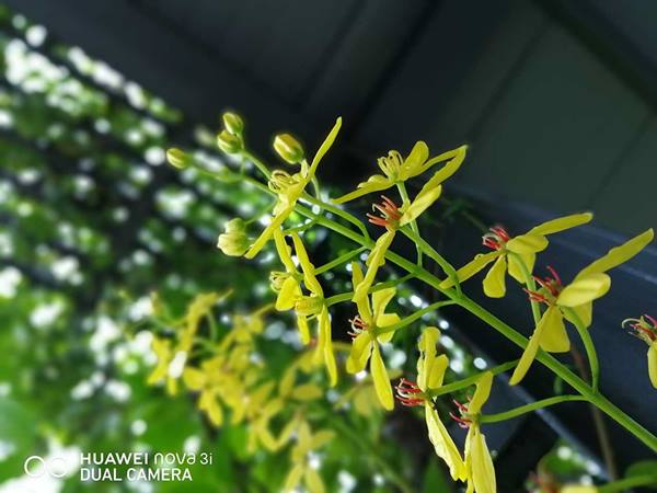 Đánh giá - huawei